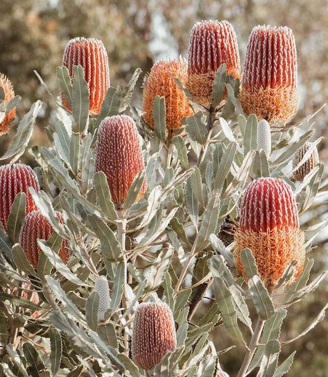 Australian Bush - Candle