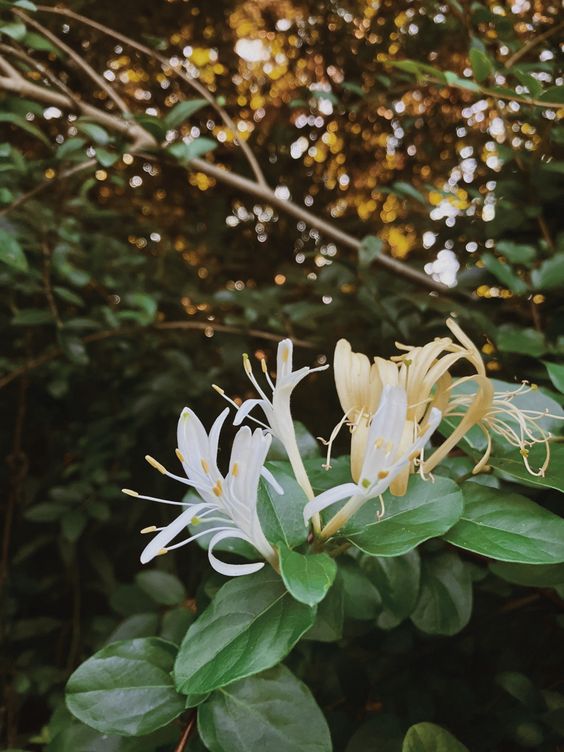 Japanese Honeysuckle - Car Diffuser