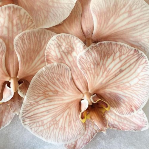 Stella - Coco Mademoiselle Inspired - Wax Melts